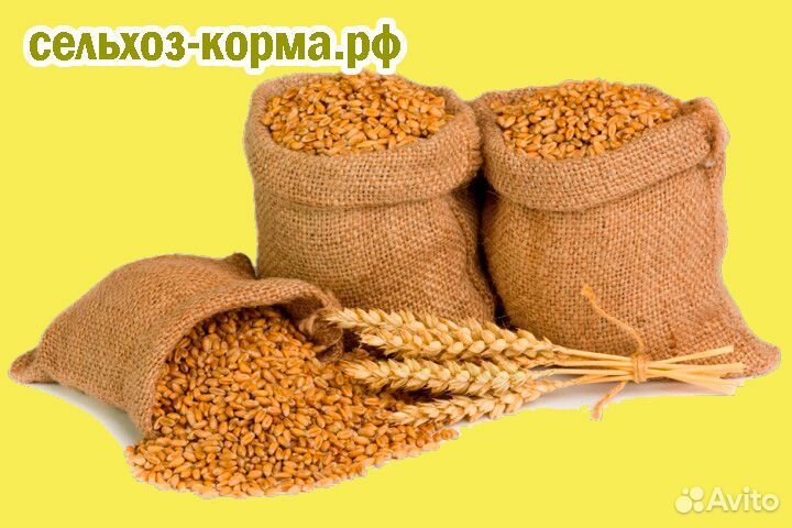 Продам комбикорм, пшеницу и т.д