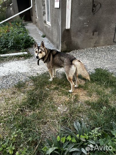 Потеряшка хаски