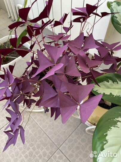 Кислица оксалис