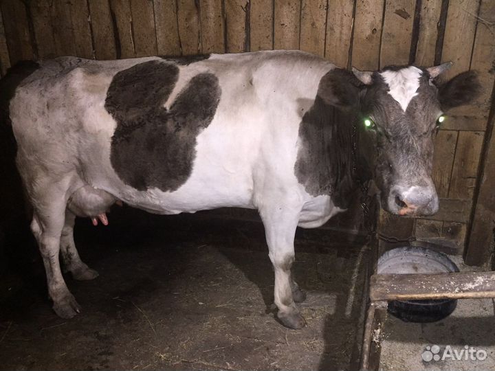 Корова высокоудойная четыре отела цена 75000
