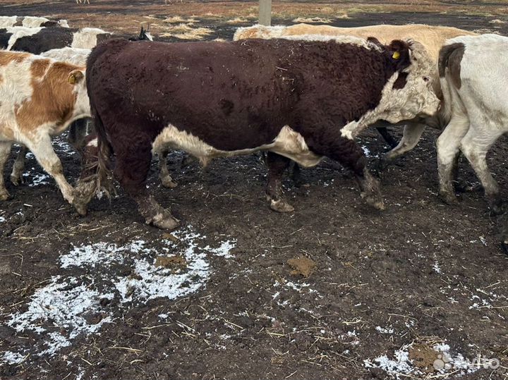 Быки Герефорд и Абердин-ангусская