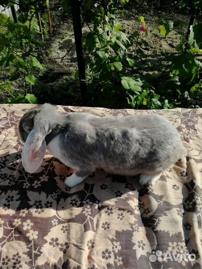 Кролики мясных пород