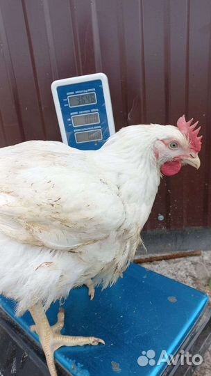 Куры молодки