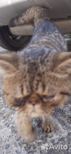 Котик экзот