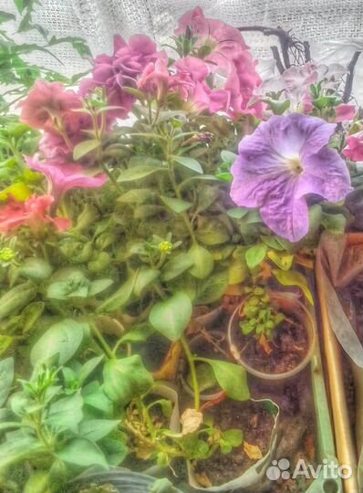 Рассада овощей, ягод и цветов