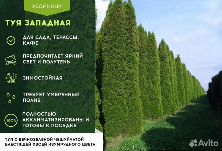 Туи крупномеры 8 м