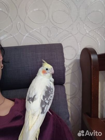 Попугай карелла птенец