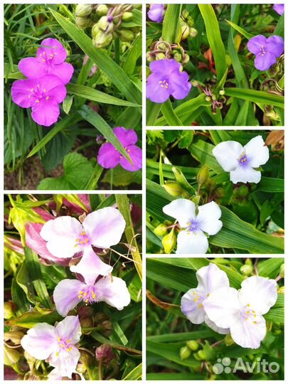 Многолетние садовые и комнатные цветы