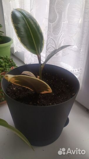 Фикус каучуковый вариегатный