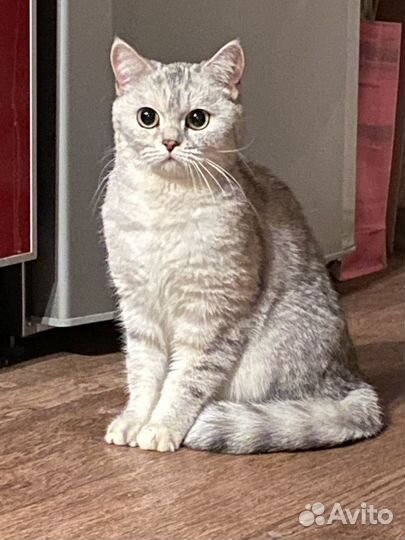 Кошка британка