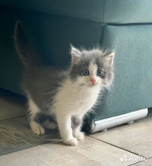 Котик котенок