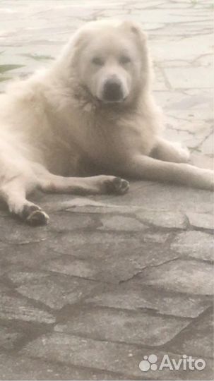 Вязка алабай