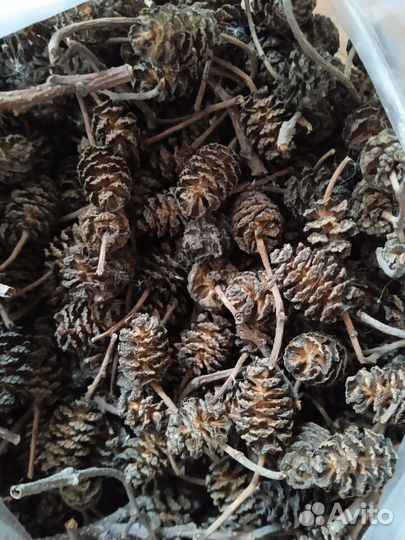 Шишки ольхи для аквариума