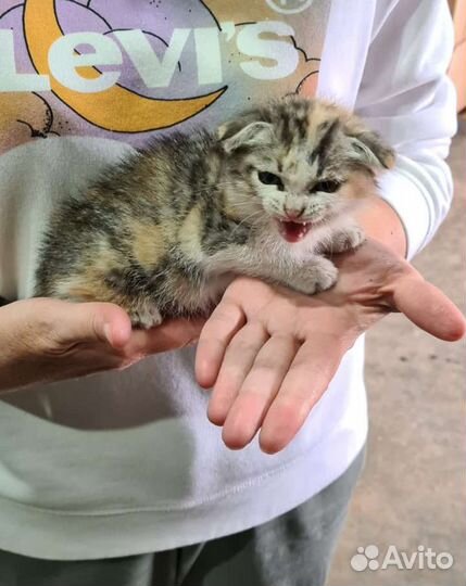 Малюсенький котёнок