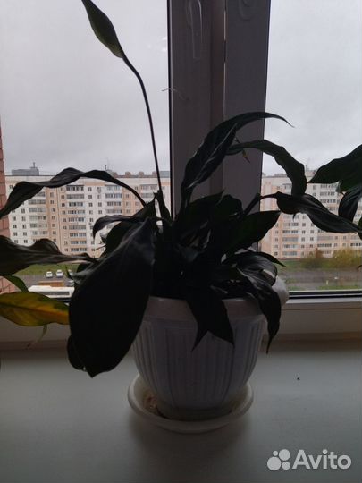 Комнатные цветы