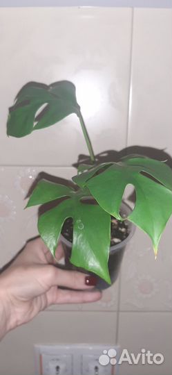 Рафидофора тетрасперма