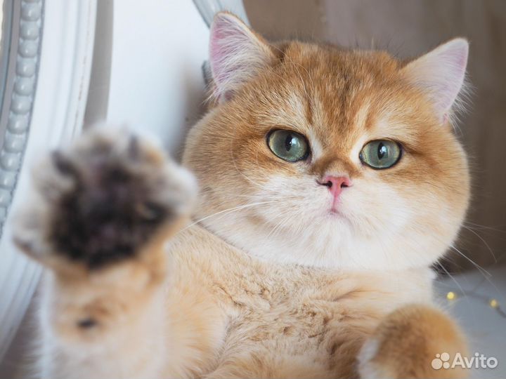 Британская кошечка