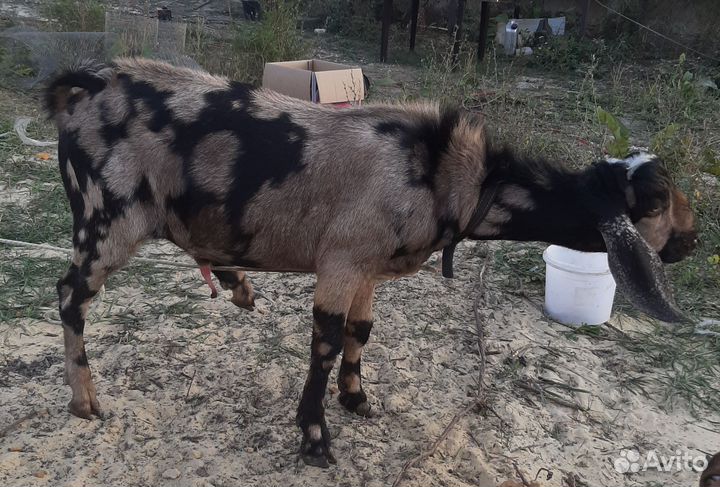 Англо-нубийская дойная коза, Англо нубийский козел