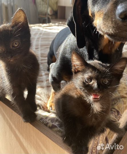 Котята в добрые руки