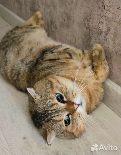 Вязка Шотландский вислоухий кот