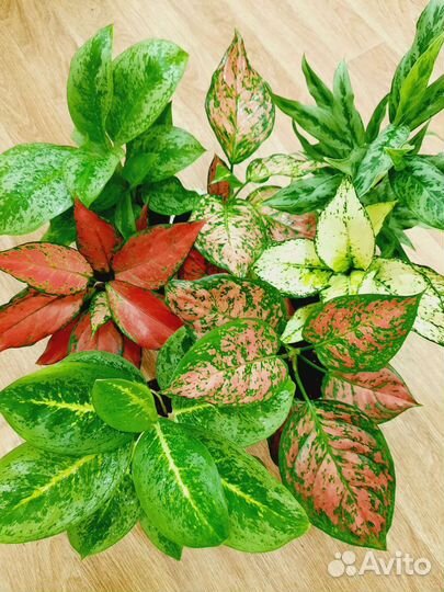 Аглаонемы разные