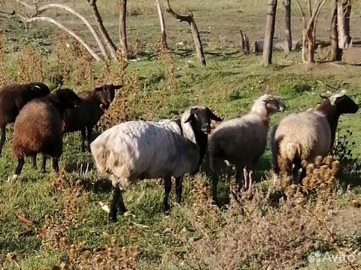 Овцы бараны