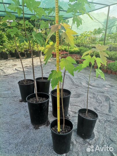 Клен остролистный в горшках