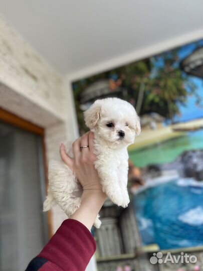 Мальтипу мишка умка микро ф1