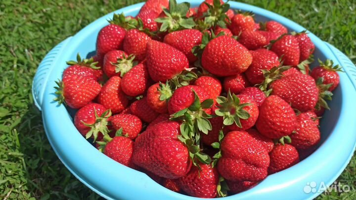 Рассада ремонтантной клубники