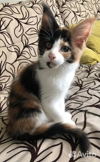 Разноглазые котята Мейн Кун