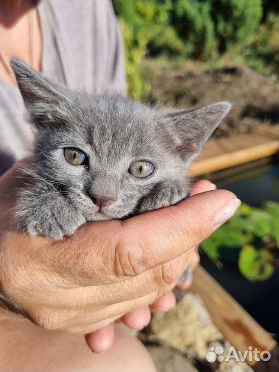 Отдам котят в хорошие руки