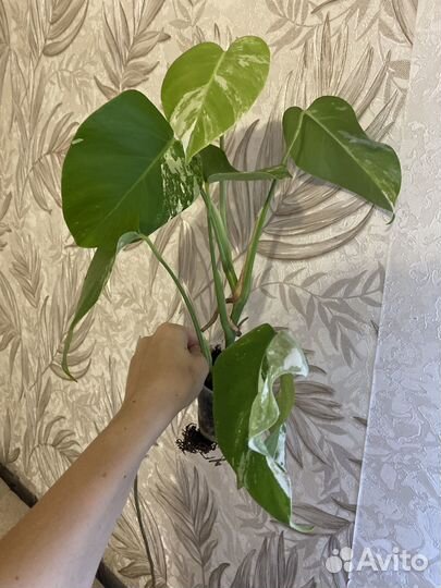 Манстера Альба