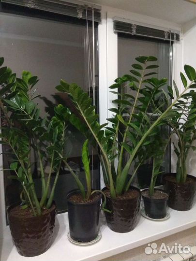 Замиокулькас