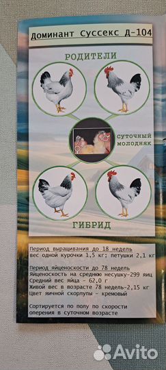 Молодняк птицы