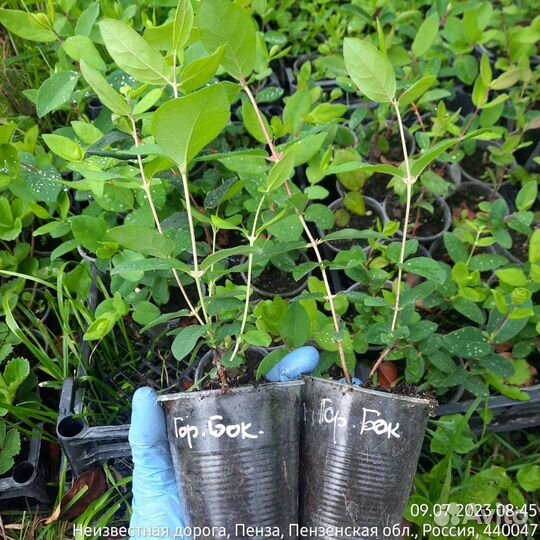 Жимолость Гордость Бокчара. Саженцы