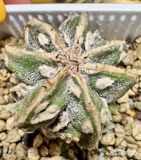 Кактус астрофитум мириостигма культивары