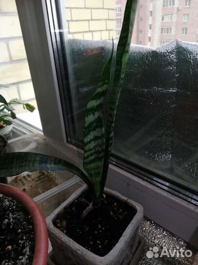 Сансевиерия, (