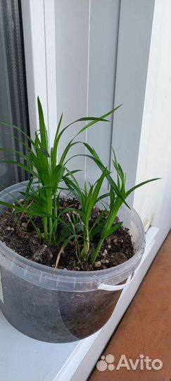 Бромелия, циперус