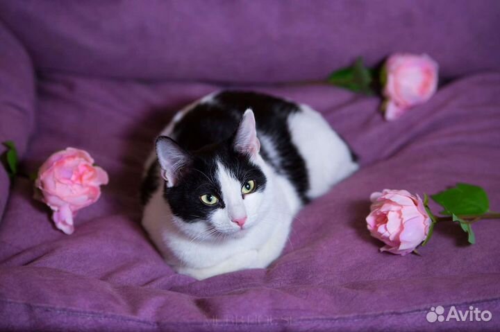 Нежная кошечка Мерсэдес ждёт мамочку