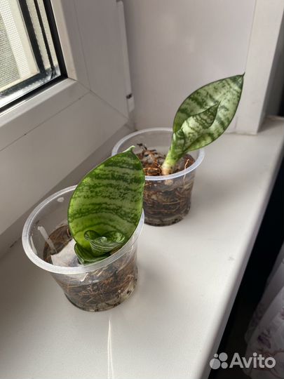 Сансевиерия ханни