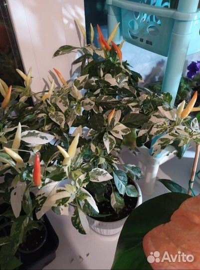 Перчик острый комнатный