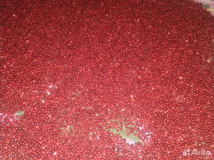 Брусника свежая