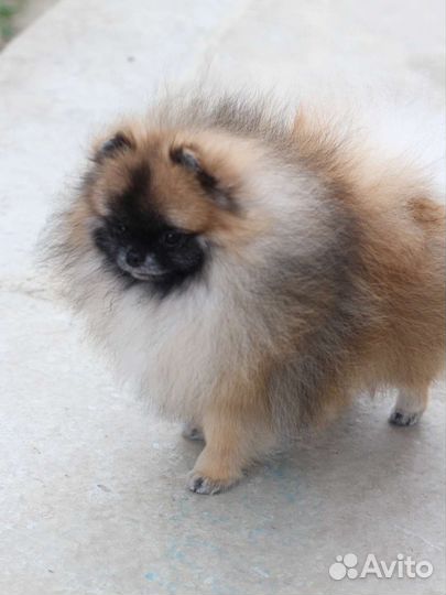 Померанский шпиц вязка кобель