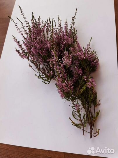 Вереск саженцы