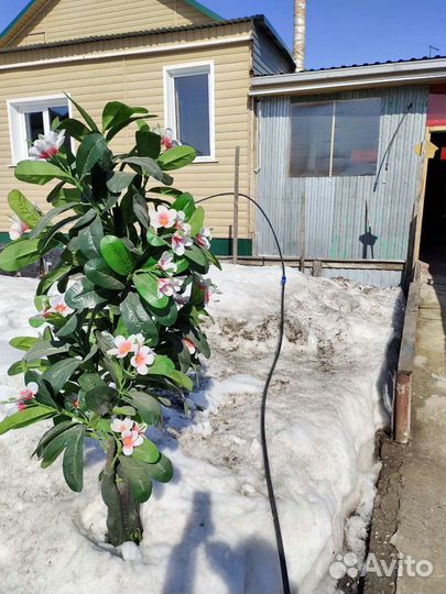 Комнатные цветы шефлера искусственное