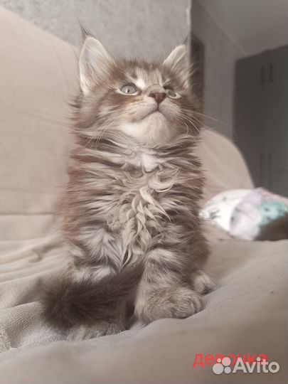 Котята мейн-кун