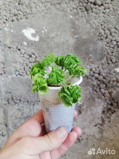 Герань душистая P. graveolens cv 'Bontrosai'