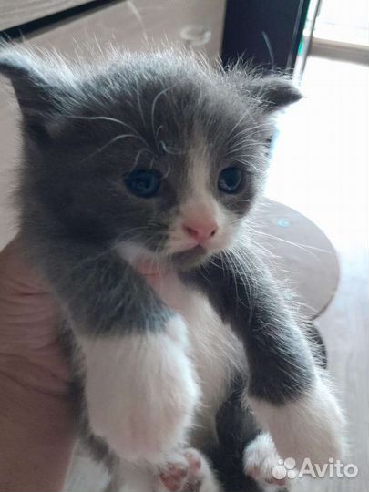 Котята (мать британка)