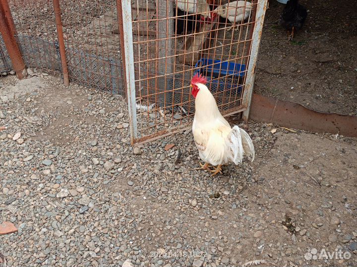 Петухи