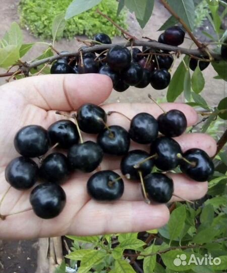 Вишня карликовая бессея